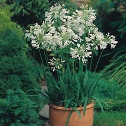 Agapanthus Snowball - Pb3/Pb5