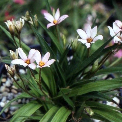 Rhodohypoxis parvula