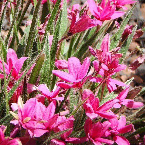 Rhodohypoxis baurii Red - Pb6.5
