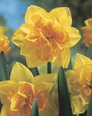 Daffodils double - Apotheose