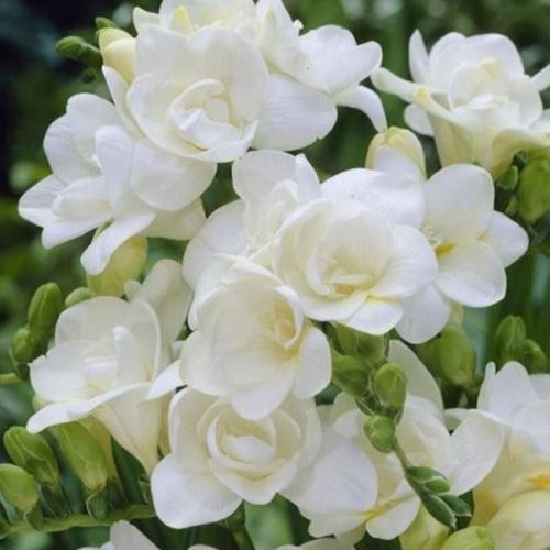 Freesia Double Shades - Vienna