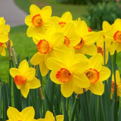 Daffodils - Suade