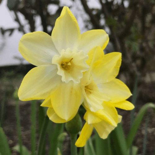 Daffodils miniature - Pipit