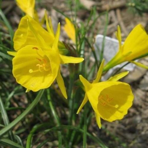 Daffodils miniature - bulbocodium