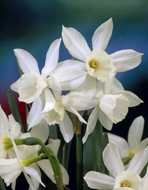 Daffodils miniature - Thalia