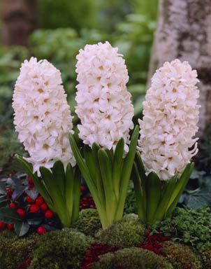 Hyacinth - China Pink