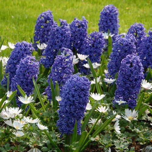Hyacinth - Blue Jacket