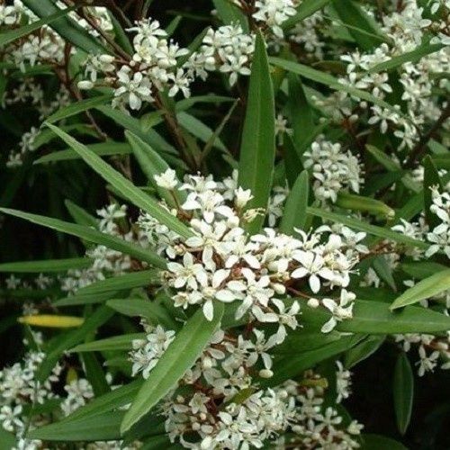 Phebalium squameum - Pot