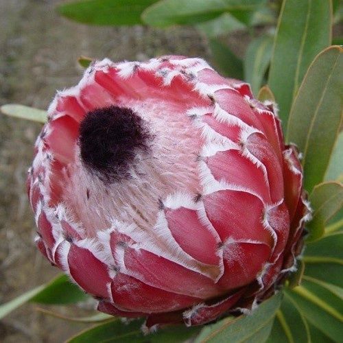 Protea Eclipse - 6Ltr