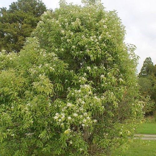 Hoheria sexstylosa, Houhere - 2.5Ltr (1m-1.4m)