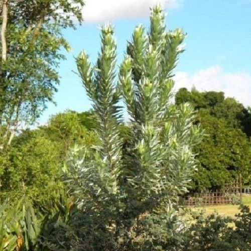 Leucadendron Argenteum, Silver Tree - 2.5Ltr
