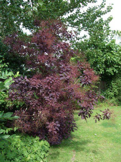 Cotinus Purpurea, Smoke Bush - Pb28