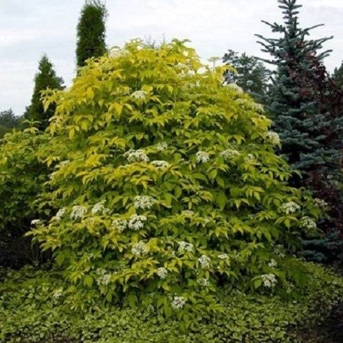Sambucus nigra Aurea, Golden Elderberry - Pb6.5 (60/90)