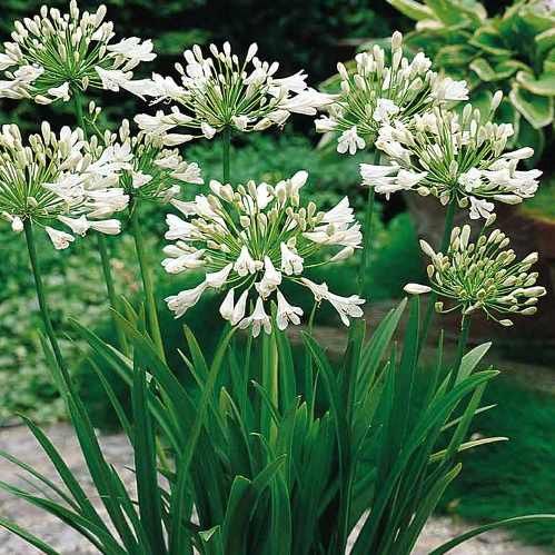 Agapanthus Snowdrops - Pb5