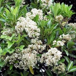 Viburnum odoratissimum, Sweet Viburnum - Pb5