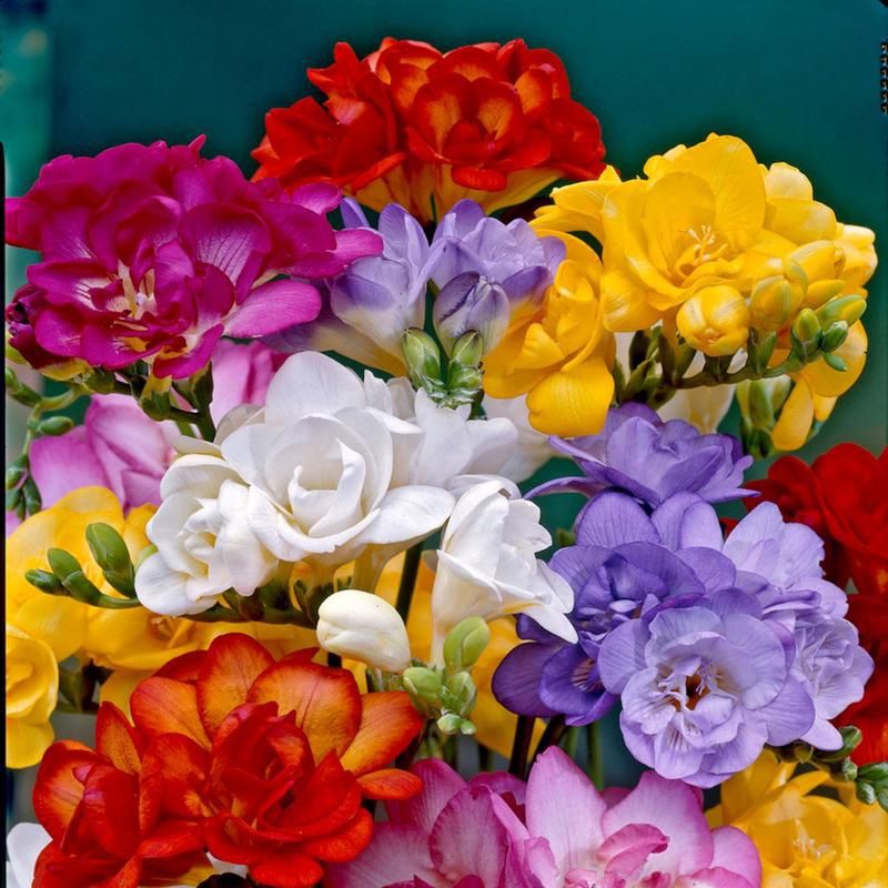 Freesia Double - Mixed 20