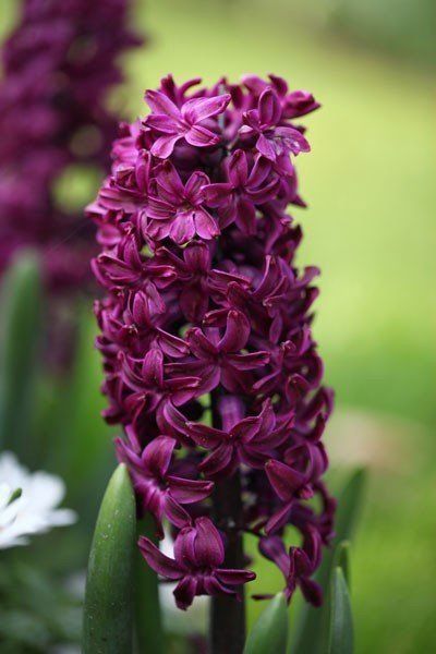 Hyacinth - Woodstock