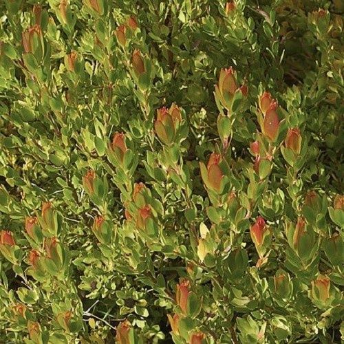 Leucadendron Bells Sunrise - 3.5Ltr