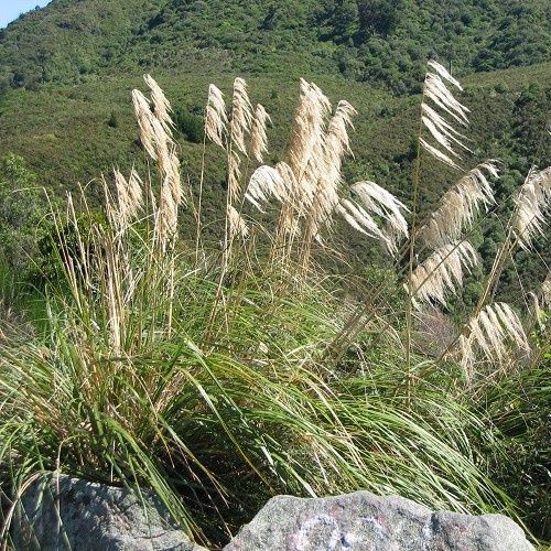 Austroderia fulvida - Pot