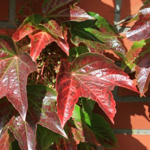 Parthenocissus t. Veitchii, Boston Ivy - Pb5/2Ltr