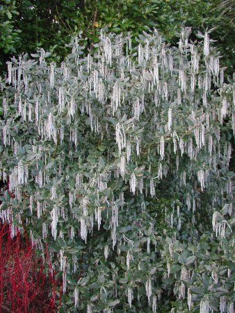 Garrya elliptica, Catkin Shrub - Pb5