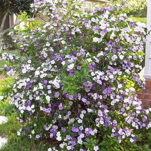 Brunfelsia eximia ( paucifolia), Yesterday, Today And Tomorrow - Pb5