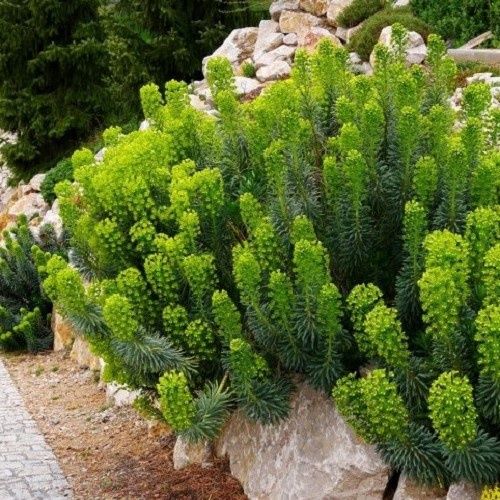 Euphorbia wulfenii, Mediteranean Spurge - Pot