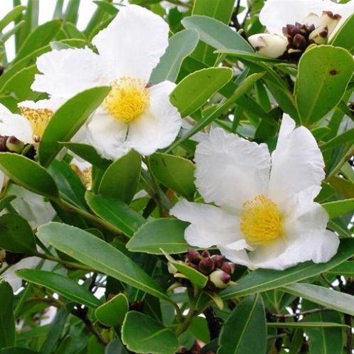 Gordonia axillaris, Fried Egg Tree - Pb28