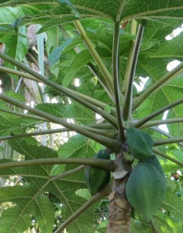 Papaya Oak Leave - Pb6.5