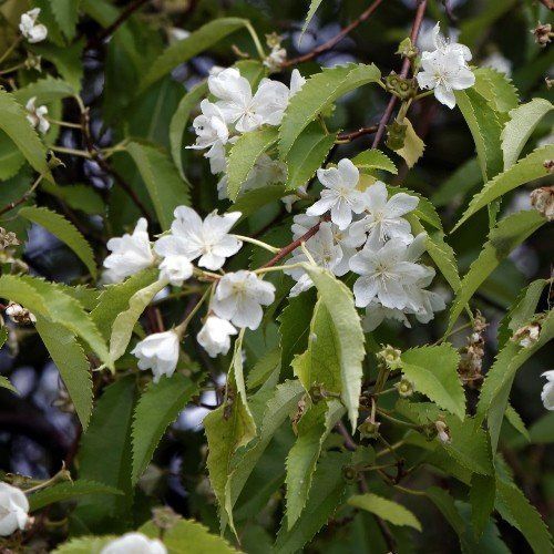 Hoheria populnea, Lacebark - Pb6.5 (90/130)