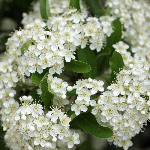 Pyracantha Brilliant (Topiary standard) Firethorn - 8Ltr