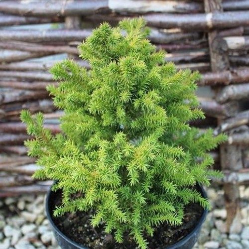 Cryptomeria Vilmoriniana - 2.5Ltr
