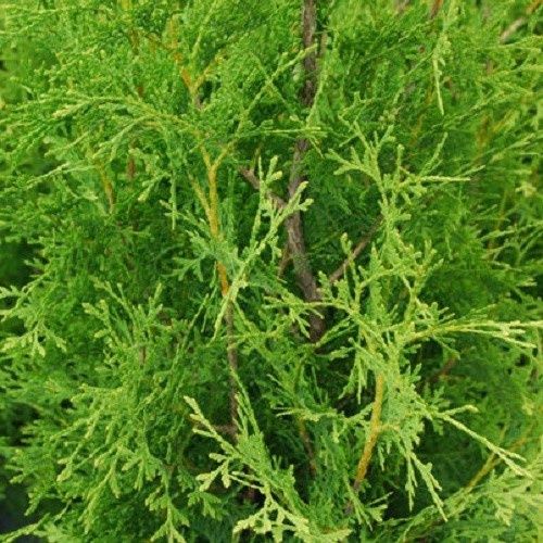 Thuja Pyramidalis - Pot
