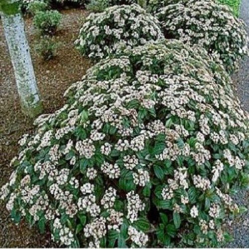 Viburnum davidii - Pb6.5