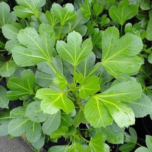 Pseudopanax Cyril Watson - 4Ltr