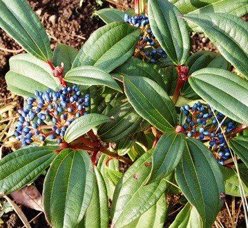 Viburnum davidii (female) - Pb5/2.5Ltr