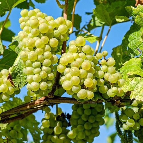 Grape Lakemont Seedless - Pb5/Pb6.5