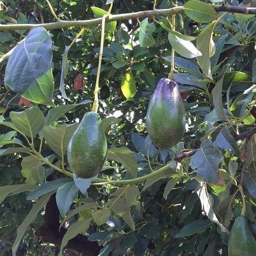 Avocado Mexicola Grande - Pb10