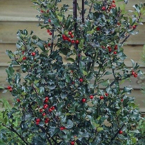 Ilex Blue Angel - Pb5