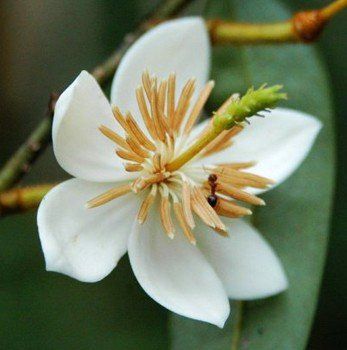 Michelia maudiae - Pb6.5