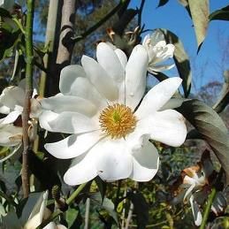 Michelia doltsopa - Pb5/Pb6.5