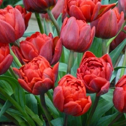 Tulip Red Princess
