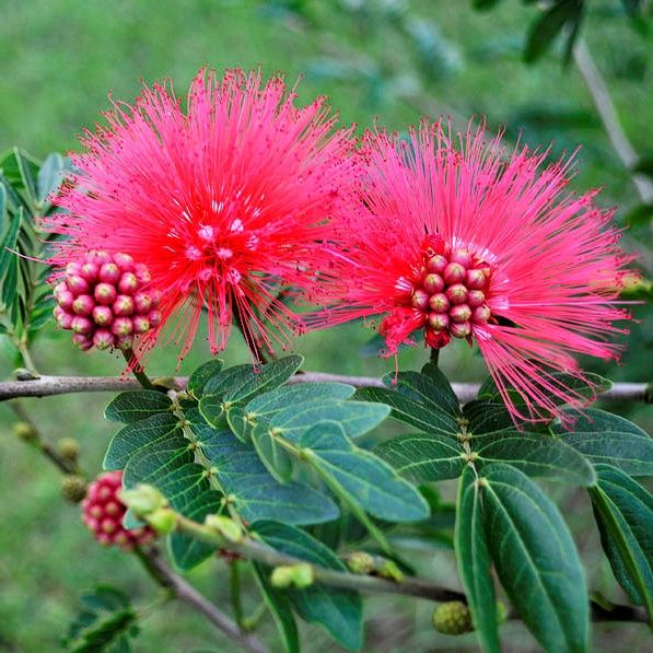 Calliandra haematocephala, Powder Puff Pink