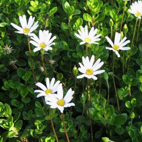 Felicia White Star - Pb6.5