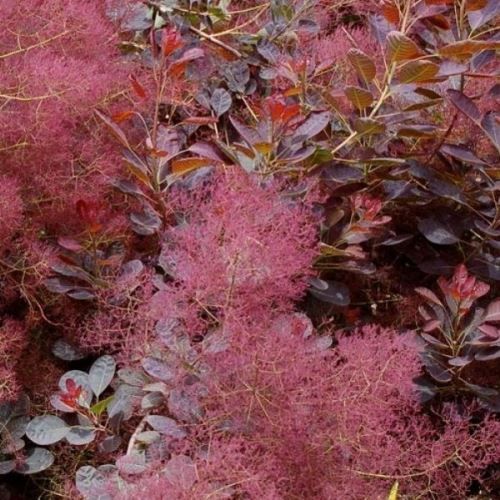 Cotinus Royal Purple, Smoke Bush - Pb6.5