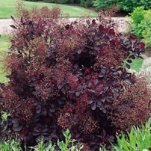 Cotinus Velvet Cloak, Smoke Bush - Pb6.5