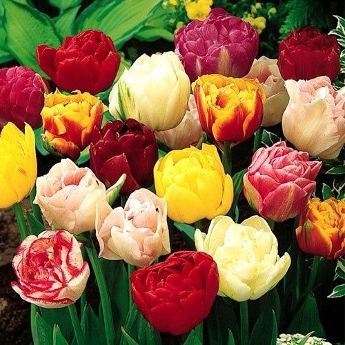 Tulip Double Peony Mix - 10 bulbs