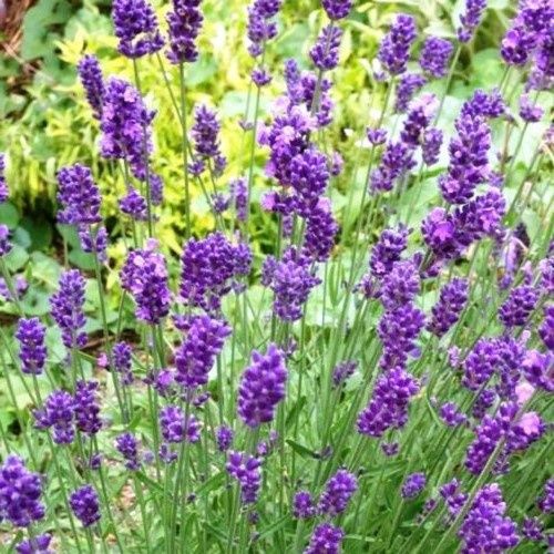 Lavandula angustifolia Foveaux Storm - Pb5/2Ltr