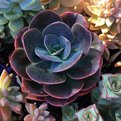 Echeveria Blue Metal