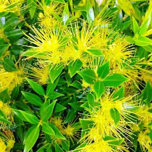 Metrosideros Gold Beacon, Southern Rata - 2.5Ltr